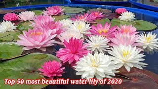 Top 50 most beautiful water lily of 2020