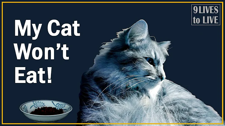 Why Your Cat Won't Eat and What to Do About It - DayDayNews