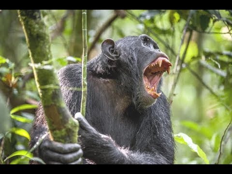 فيديو: هل الشمبانزي قرود؟