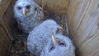 Active Owlets Show Off For The Barred Owl Cam - April 23, 2024