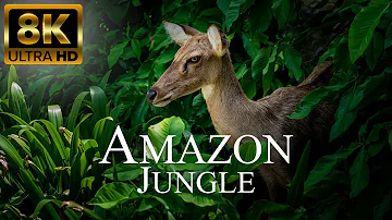 Amazon Jungle 8K ULTRA HD | Wild Animals of Rainforest | Relaxation Film