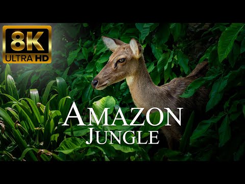 Amazon Jungle 8K Ultra Hd | Wild Animals Of Rainforest | Relaxation Film