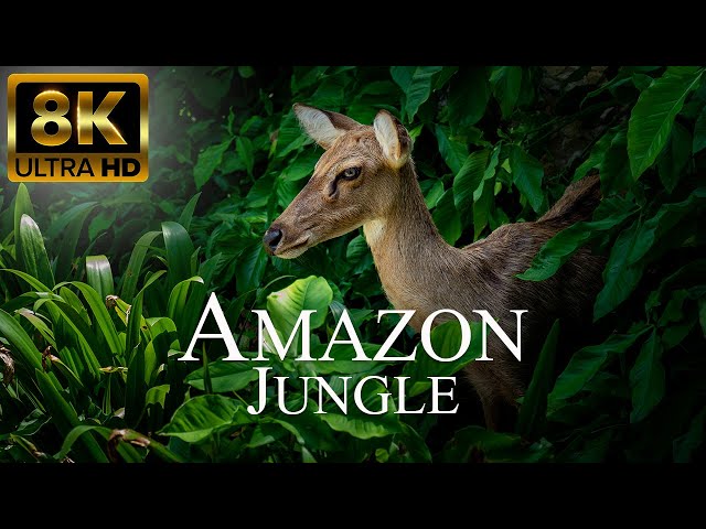 Amazon Jungle 8K ULTRA HD | Wild Animals of Rainforest | Relaxation Film class=