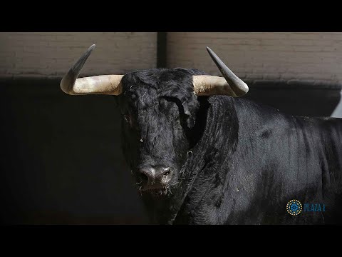 SORTEO | Corrida toros 28 mayo, Luis Algarra