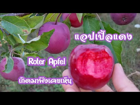วีดีโอ: ต้นแอปเปิ้ลเนื้อแดง - เรียนรู้เกี่ยวกับประเภทของแอปเปิ้ลที่มีข้างในสีแดง
