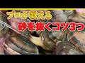 【アサリの砂抜き】プロの料理人が簡単にアサリの砂抜きのコツ教えます！
