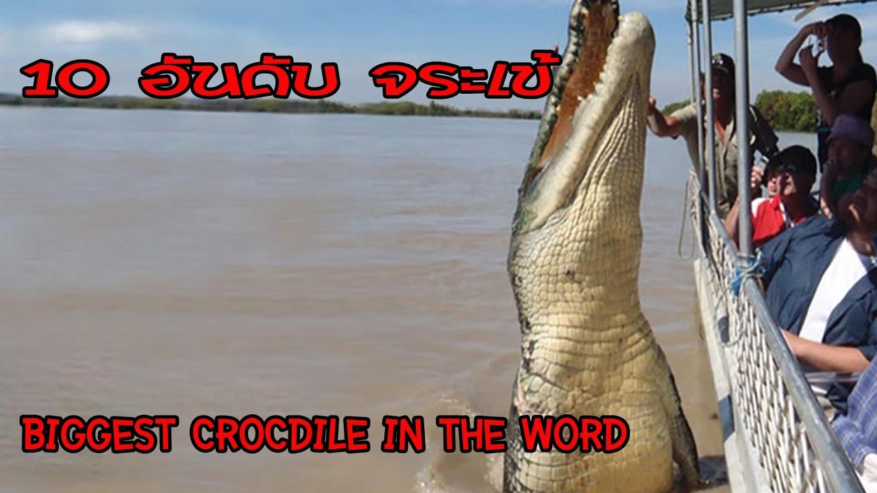 10 อันดับจระเข้ยักษ์ที่ใหญ่ที่สุดในโลก ปี 2017 camera iphone 8 plus apk