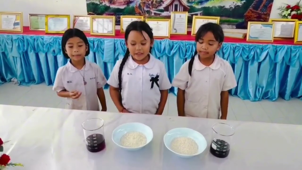 การสืบเสาะอิสระของนักเรียนบ้านนักวิทยาศาสตร์น้อยประเทศไทย ระดับประถมศึกษาเรื่อง ข้าวเปลี่ยนสี