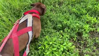 Weight Pulling This Morning With Red Plague Jr