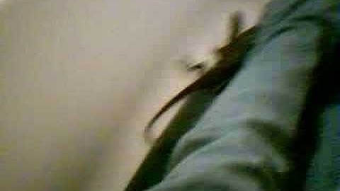 Taming my Nile monitor