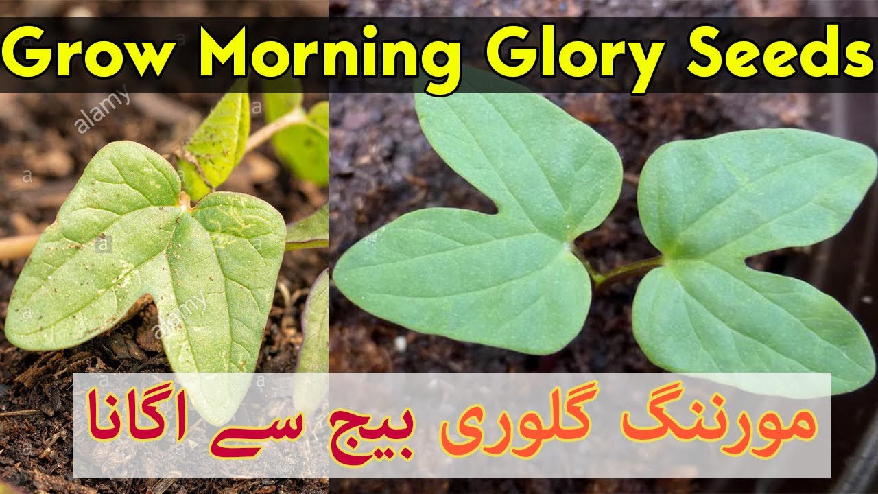 How to Grow Ipomea Early Call Mixed Seeds - Grow Morning Glory Seedling - YouTube