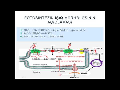 Fotosintezin işıq mərhələsi