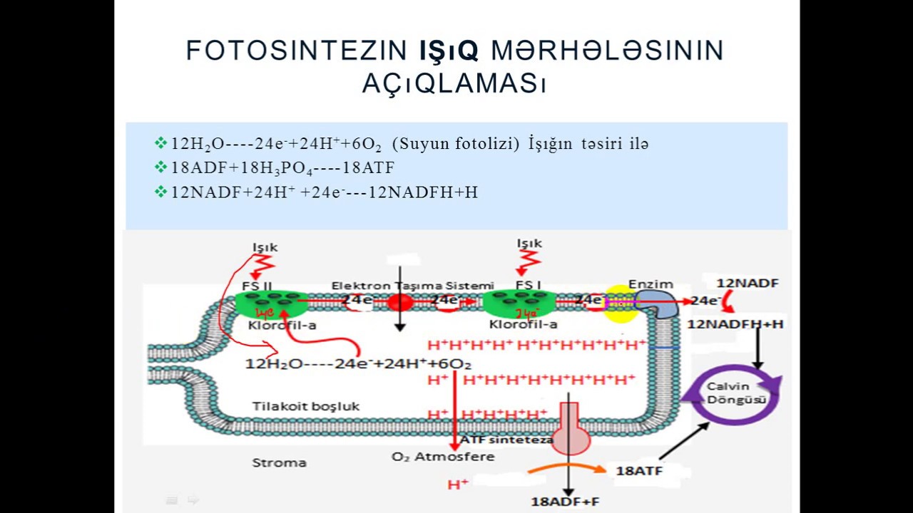 Fotosintezin işıq mərhələsi
