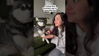 Testing Dog Translator App On SASSY Mini Husky
