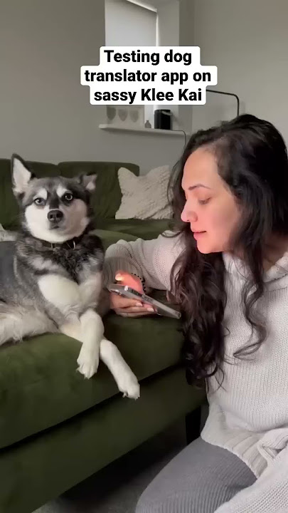 Testing Dog Translator App On SASSY Mini Husky 😂