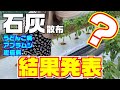 【うどんこ病】【アブラムシ】【炭疽病】カボチャ・ピーマン・スイカに石灰散布した結果