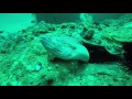 Freediving at sheesa beach musandam oman