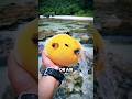 Why Pufferfish Expand Out of Water? 🤯
