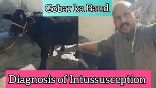 Part 1| Symptoms & Diagnosis of Intussusception in Cattle in field conditions | Dr Ashwani Bassan |