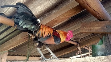 qaib qus pom. 1 qaib qus pom ib