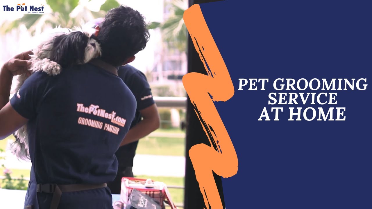 Pet Grooming That Comes To Your Home ThePetNest YouTube