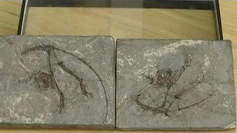 Primate fossil believed to be world