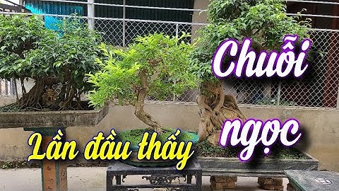 SH.6104. Lần đầu được thấy cây Chuỗi ngọc bonsai đây các bác. Đth liên hệ 09.4546.2828.