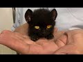 10 Smallest Animals in Their Specie Ever
