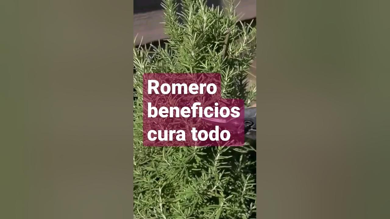 Para que sirve el romero beneficios y propiedades medicinales youtube