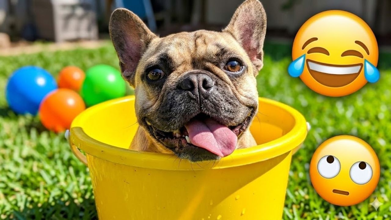 I dare you not to LAUGH at these FUNNY DOGS 😁🦮 - Best Funny Animals Videos