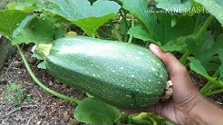 Metik Zucchini dan buncis yg super lebat di kebunku || Berkebun di Inggris || - Durasi: 5.23. Metik Zucchini dan buncis yg super lebat di kebunku || Berkebun di Inggris || - Durasi: 5.23.
