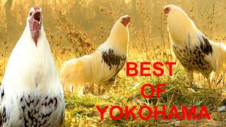 Best Of Yokohama - Krährufe Von Yokohama-Hähnen Im Vergleich Zum Testhören - Best Roosters Crowing
