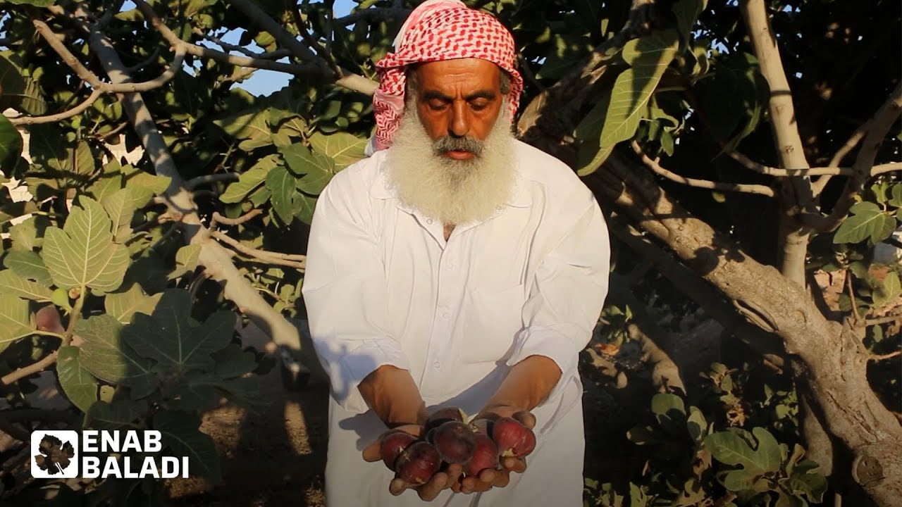 التين في إدلب.. من موسم البيع إلى الضيافة