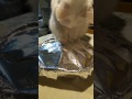 アルミホイルと白猫てんちゃん part2