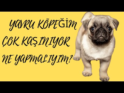 Video: Demodektisk Skabb Hos Hunde. Ikke Alle Allergier Er Kløende