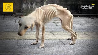 Abandoned Labrador, Deprived of Food for a Long Time, Emaciated and SkinandBones