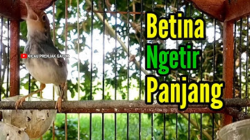 PRENJAK BETINA Ngetir panjang istimewa suara jernih, cocok buat PANCINGAN Ataupun MASTERAN.