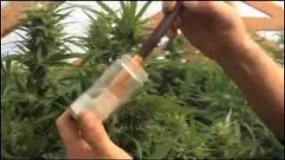 Marijuana Pollination with Bob Ross !!