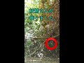 あなたは見える？「妖精が映りました」見た人に奇跡が起こる沖縄神の島【久高島】森の精霊たち