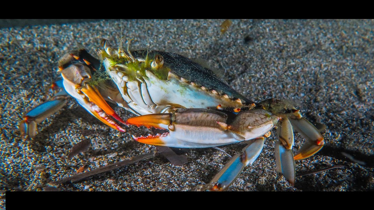 Crabe bleu, espèce invasive, agressive et vorace originaire des Etats-Unis