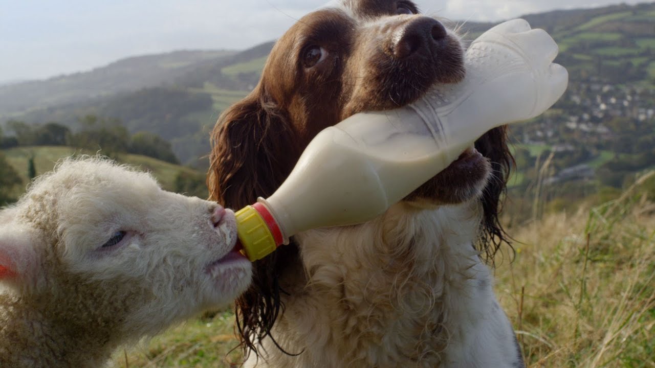 ⁣Guide Dogs Are Truly Amazing | Secret Life of Dogs | BBC Earth