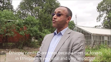 Tree Talk with Dr. Wubalem Tadesse from the EEFRI.