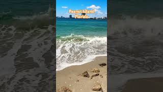 #beach #miami #water #asmr #viral #shortvideo #cool #beautiful #youtubeshorts #wow #amazing #waves