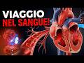 Il sistema circolatorio spiegato seguendo una goccia di sangue!#animation