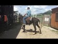 DIRECT SHIP 1155 Black TWH Mare 12 13yr Old 14 3H 700 
