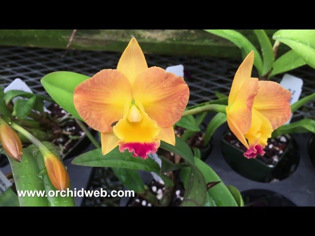 OrchidWeb - Miniature Cattleyas class=