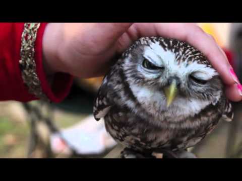 Cute little owl