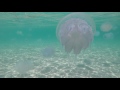 Крым, Тарханкут, Огромные медузы, Оленевка.