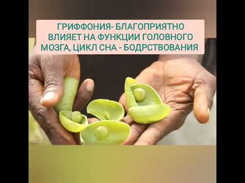 Гриффония Коралловый клуб