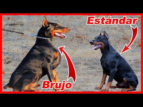 Video: 15 Animales y sus famosos Lookalikes